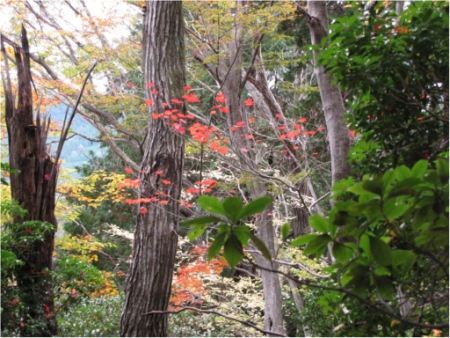 画像10